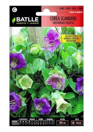 Batlle Cobea Scandens