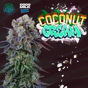 Coconut Cream