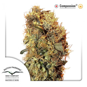 CBD ComPassion