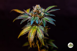 Cookies and Weed
