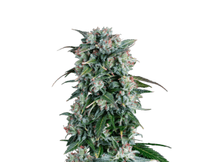 Cream Brulee Auto