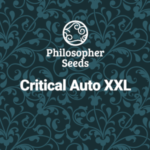 Critical Auto XXL