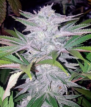 Critical Cherry
