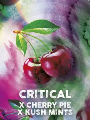 Critical Cherry