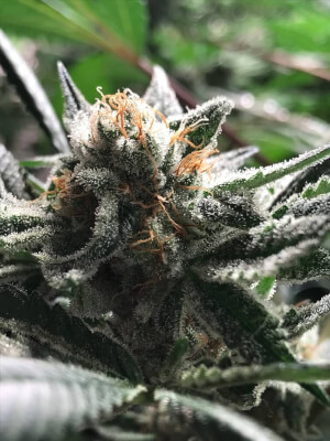 Critical Jack-Condor