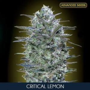 Critical Lemon