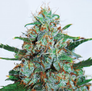 Critical Neville's Haze Auto
