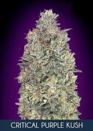 Critical Purple Kush d'Advanced Seeds