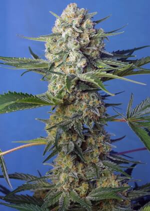 Crystal Candy F1 Fast Version by Sweet Seeds