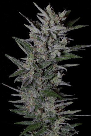 Crystal Gelato Auto (abans Auto Gelato)