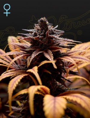 Deep Candy
