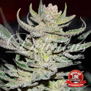 Unknow Kush (Desconocida Kush) Reg