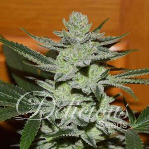 Unknown Kush (Desconocida Kush)