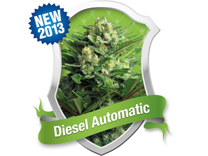 Diesel Automatic