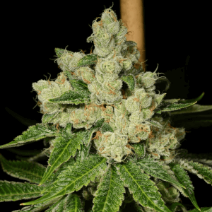 Diesel Dough by Archive Seeds