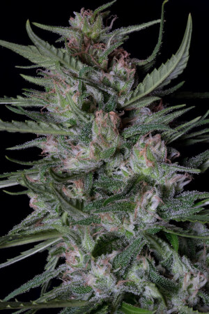 Dogstar Dawg Auto