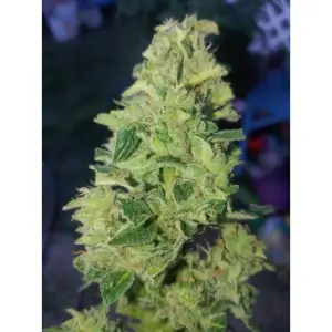 Tropical Cookies Double XL Auto