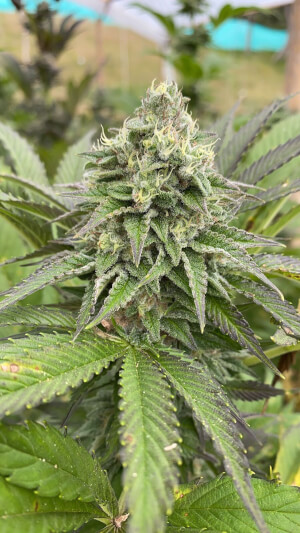 Stress Killer Automatic Semillas de Marihuana - Royal Queen Seeds