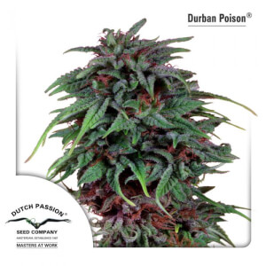 Durban Poison - Regular