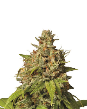 Durban Poison