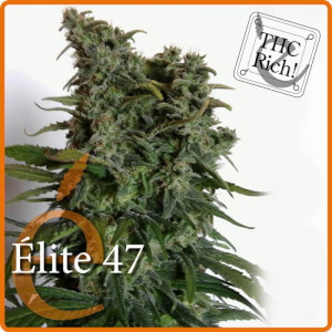 Elite 47 - Elite Seeds