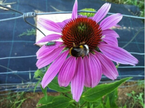 Bio Echinacea