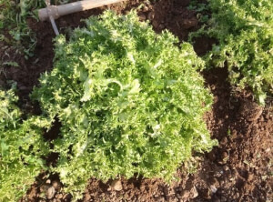 Angel Hair Endive - Les Refardes 