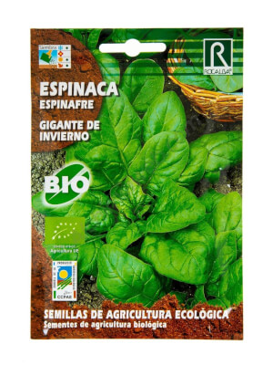 Rocalba Giant Winter Spinach