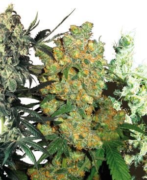 Feminized Mix - Sensi Seeds 