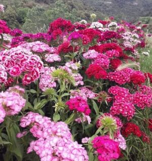 Organic Sweet William -  Les Refardes