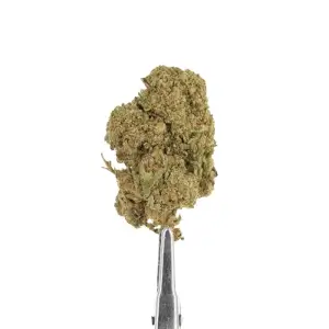 Chocolope Indoor CBD-Blüten