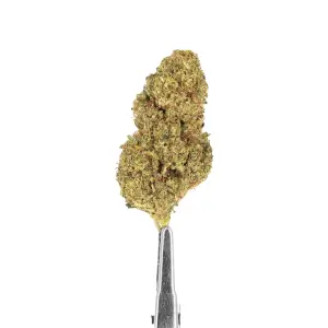 Flores de CBD Topshelf Melonade interior Hidro