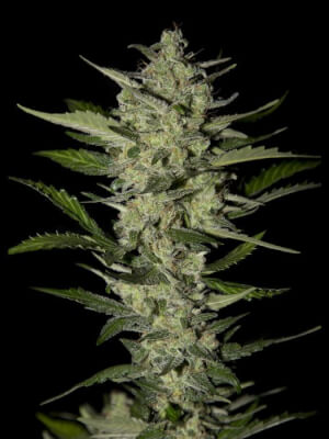 Flowerbomb Kush - Strain Hunters Seedbank