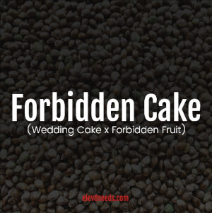 Forbidden Cake
