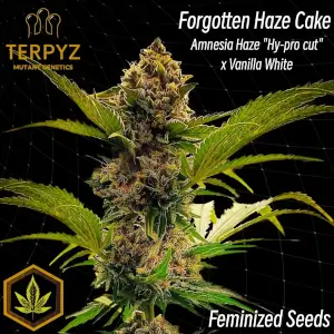 Forgotten Haze Cake aka Amnesia White