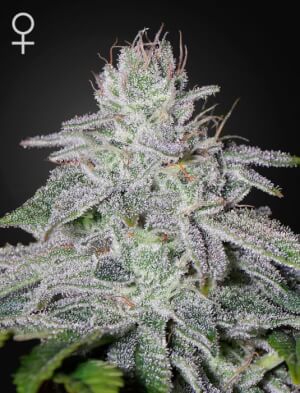 FullGas Strain Info / FullGas Weed By Green House Seed Co. - GrowDiaries