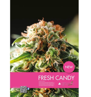 Fresh Candy