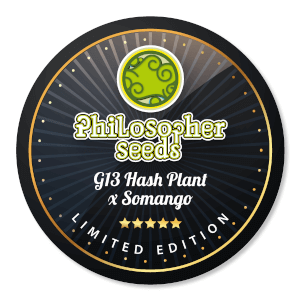 G13 Hash Plant x Somango