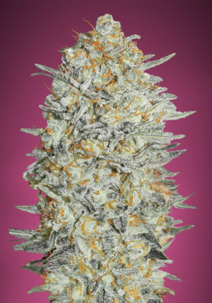 Gelato #33