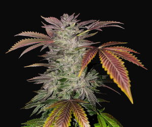 Gelato Cake T.H.Seeds