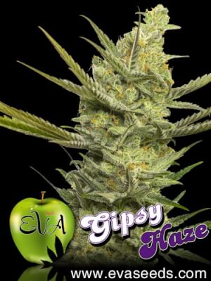 Gipsy Haze