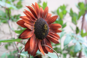 Garten Sonnenblume