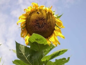 Organic Giant Sunflower - Les Refardes
