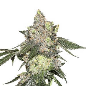 Girl Scout Cookies