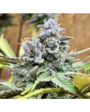 Girl Scout Cookies Auto
