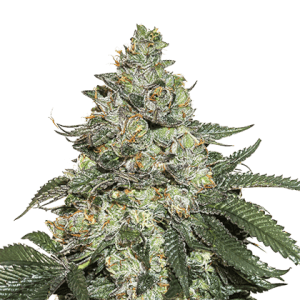 Girl Scout Cookies Auto