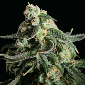 Girl Scout Cookies - Blimburn