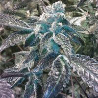 Girl Scout Cookies