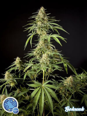 Philo Skunk / Gokunk -
