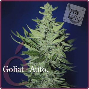 Goliat Auto